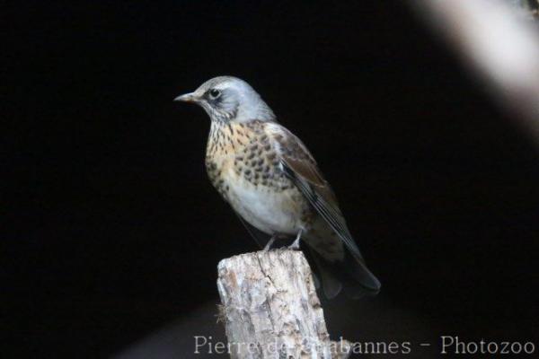 Fieldfare