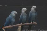 Spix's macaw