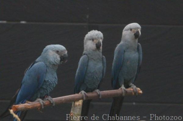 Spix's macaw