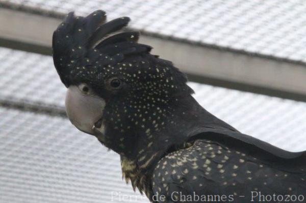 Red-tailed black-cockatoo