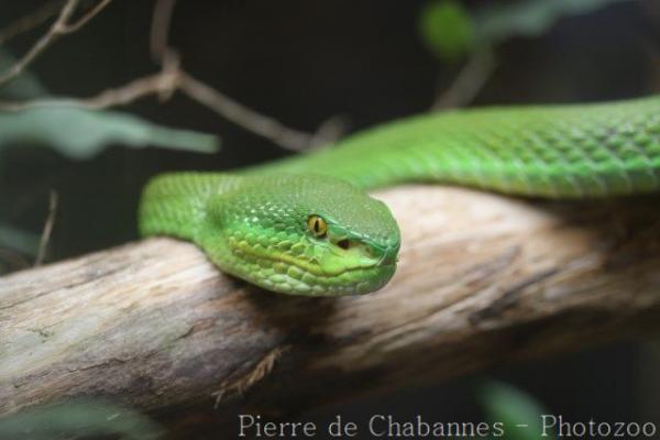 White-lipped tree viper