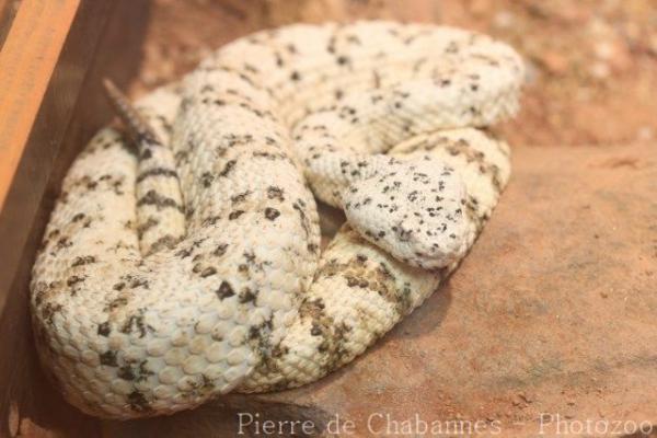 Southwestern speckled rattlesnake