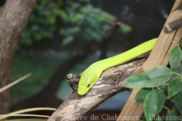 Eastern green mamba