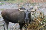 Eurasian elk