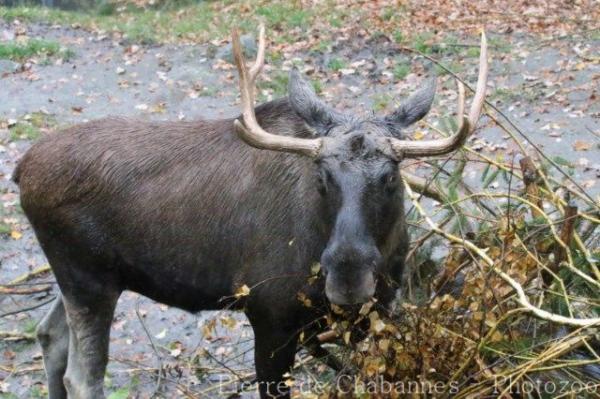 Eurasian elk