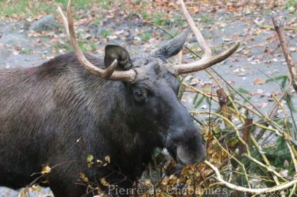 Eurasian elk