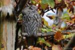 Long-eared owl