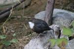 White-throated dipper