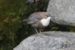 White-throated dipper