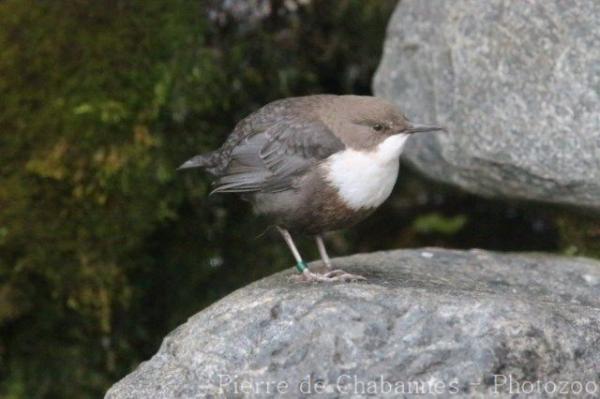 White-throated dipper