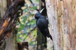 Black woodpecker