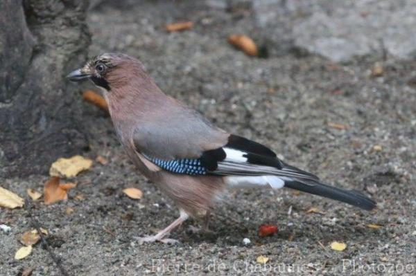 Eurasian jay