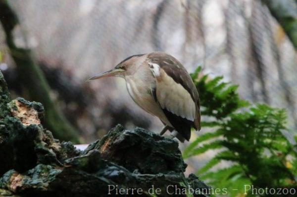 Common little bittern