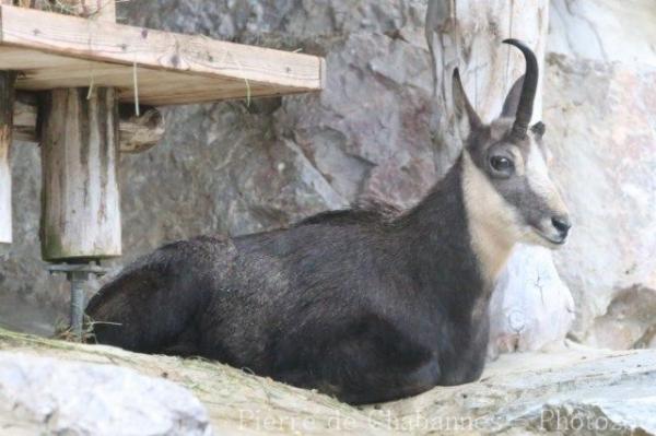 Northern chamois