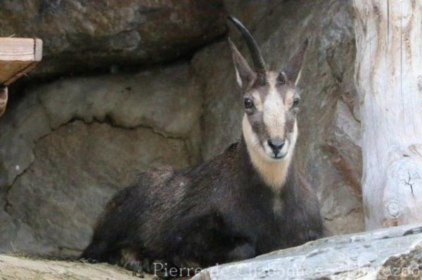 Northern chamois