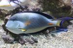 Sohal surgeonfish