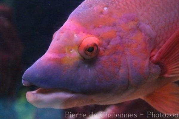 Barred hogfish