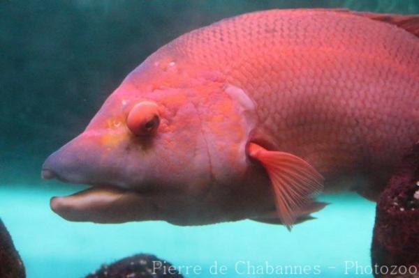 Barred hogfish