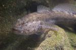 Giant goby