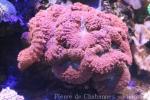 Large brain root coral