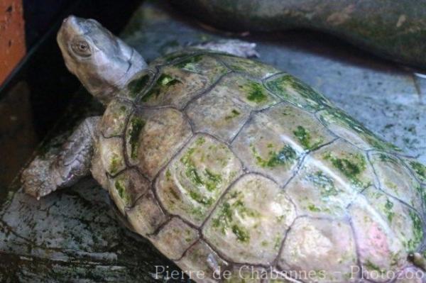 Mediterranean turtle