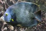 French angelfish