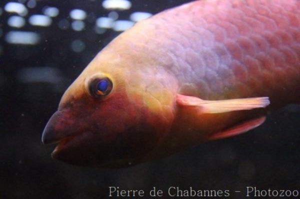 Mediterranean parrotfish