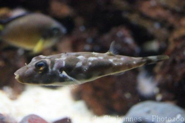 Guinean puffer