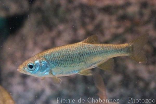 Pyrenean chub