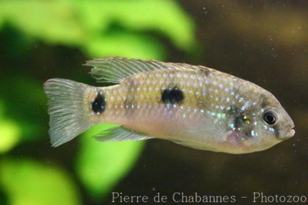 Thomas' butterfly cichlid