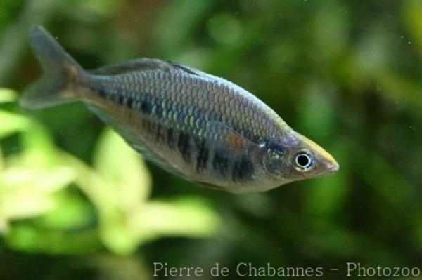 Barred rainbowfish