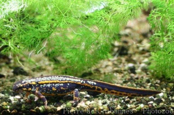 Okinawa sword-tailed newt