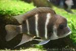 Frontosa cichlid