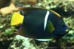 King angelfish