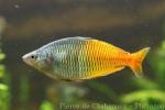 Boeseman's rainbowfish