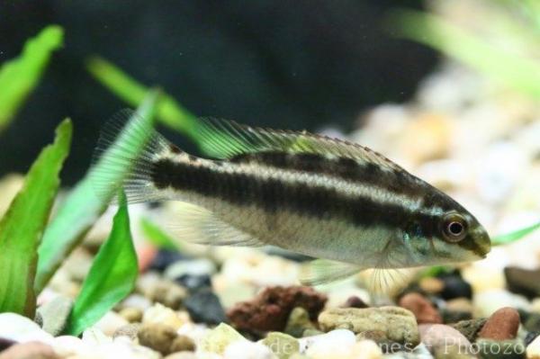 Green pelmatochromis