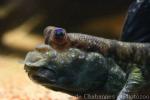 Atlantic mudskipper