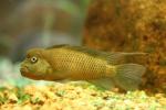 Lionhead cichlid