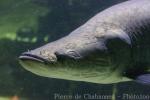 Arapaima