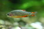 Galaxy rasbora