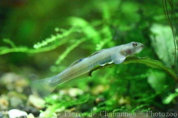 Bluebelly red goby