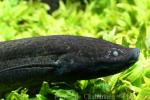 West African lungfish