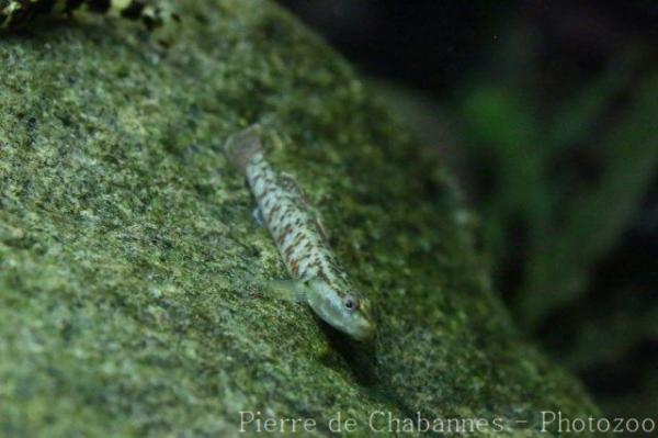 Zhou's freshwater goby