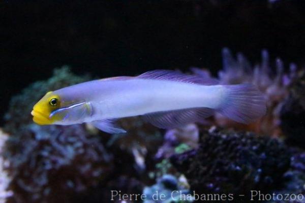 Blueband goby