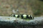 Panda loach