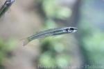 Fly-specked hardyhead