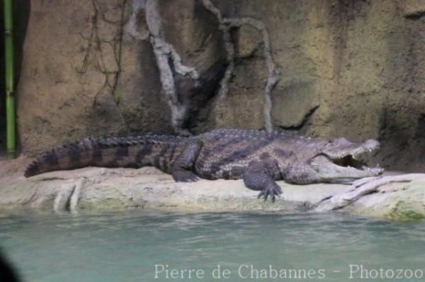 West African crocodile