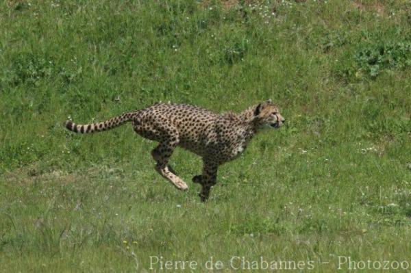 Southern cheetah