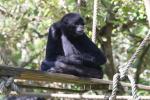 Colombian black spider monkey