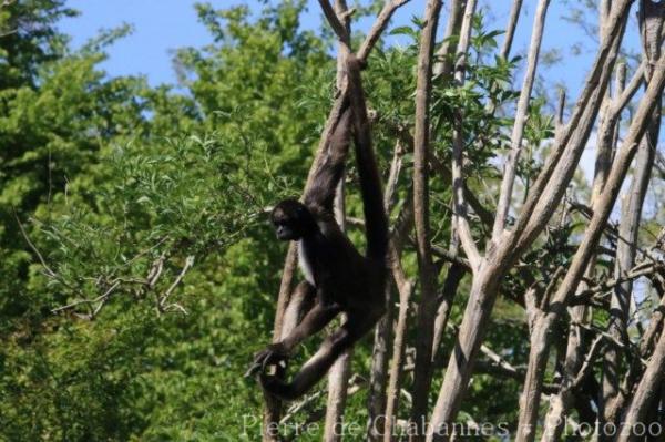 Variegated spider monkey